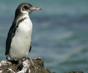 Penguin Galapagos (Spheniscus mendiculus)