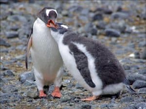 Penguin Gentoo (Pygoscelis papua)