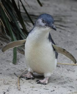 Penguin Kecil (Eudyptula minor)