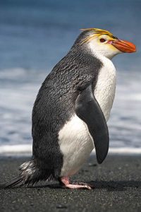 Penguin Royal (Eudyptes schlegeli)