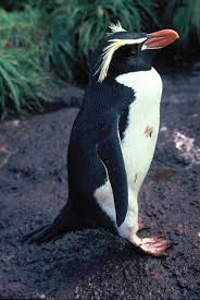 Penguin Snares (Eudyptes robustus)