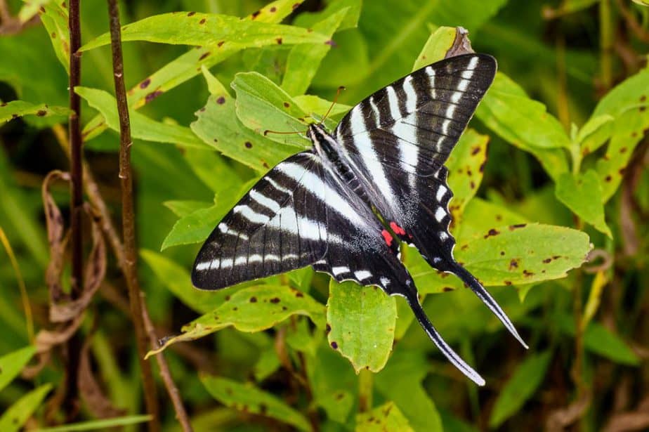 The Zebra Swallowtail