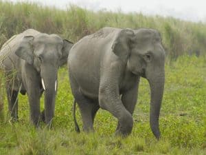 gajah india