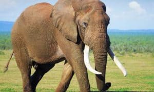 gajah sumatera