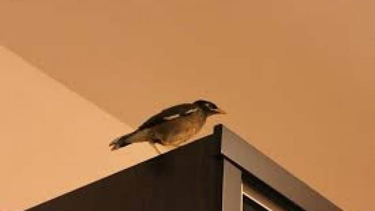 Burung Sriti Bersarang Di Rumah Pertanda Apa