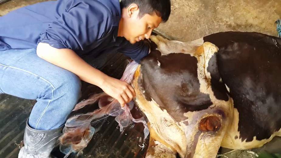 Distokia Pada Sapi Penyebab, Gejala dan Penanganan