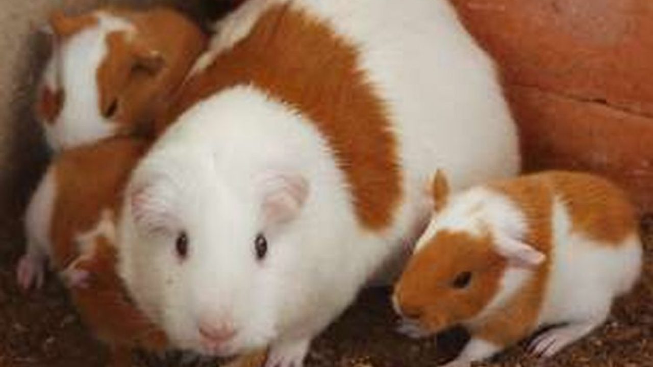 7 Cara Memelihara Marmut Di Rumah Arenahewan Com