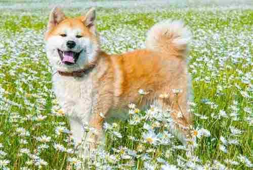 12 Anjing Termahal di Dunia yang Pernah Ada - ArenaHewan.com