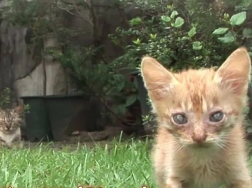 Index Of Wp Content Uploads 2019 12