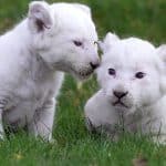 anak singa putih