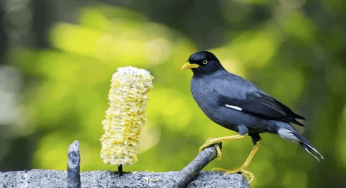 24+ Burung kutilang emas jantan terupdate