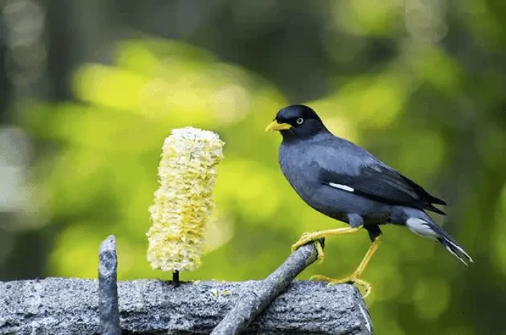 Index Of Wp Content Uploads 2019 12