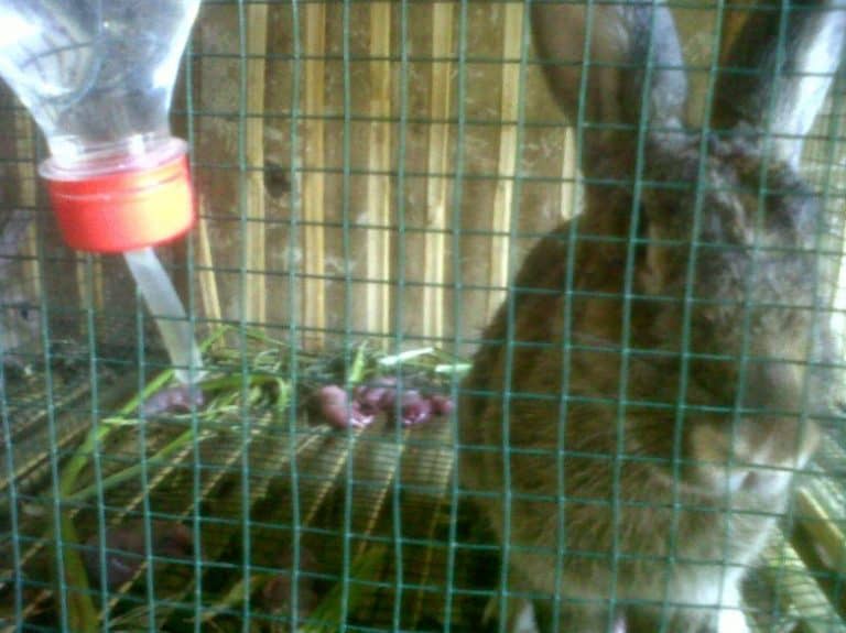 5 Cara Merawat Kelinci Keguguran Paling Tepat