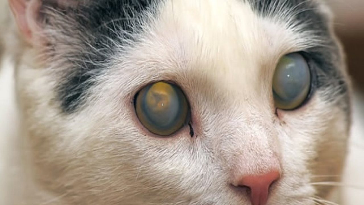 Глаукома и катаракта у кошек