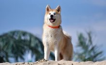 10 Jenis Penyesuaian Diri Pada Anjing Arenahewan Com