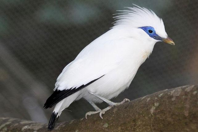 Burung Jalak Bali