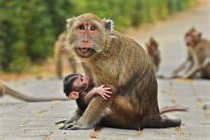 6 Upaya Pelestarian Monyet Dari Kepunahannya ArenaHewan com