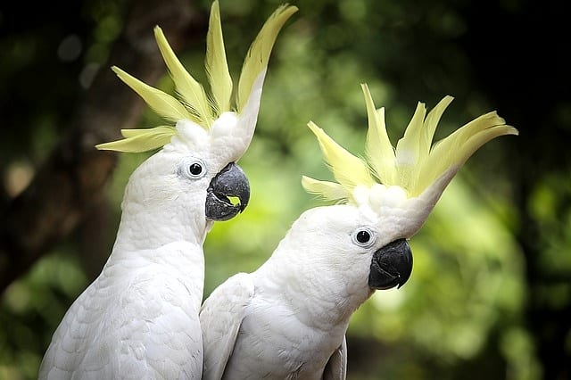 6 Peran Burung Kakatua Dalam Habitatnya - ArenaHewan.com