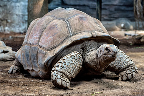 8 Jenis Kura Kura Peliharaan Paling Populer Arenahewan Com