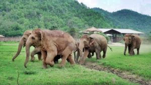 Gajah Pygmi