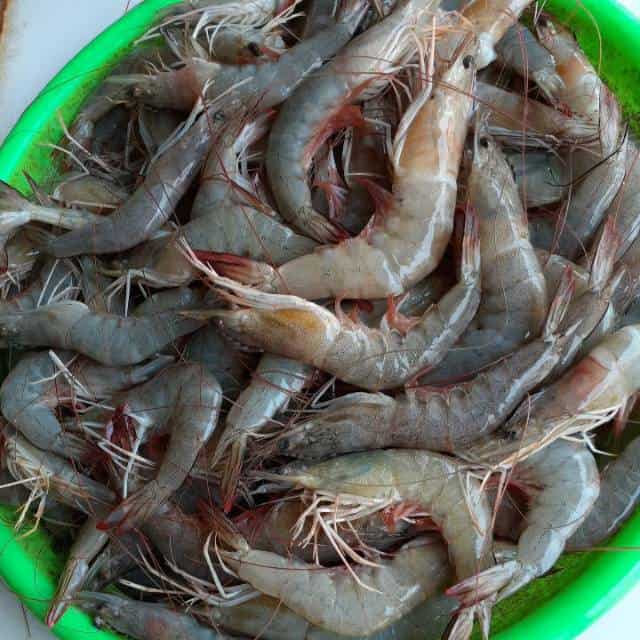 9 Jenis Udang Yang Bisa Dimakan Dan Favorit Banget 