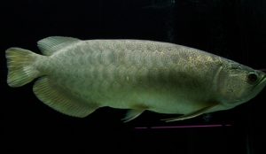 Ikan Arwana Batik