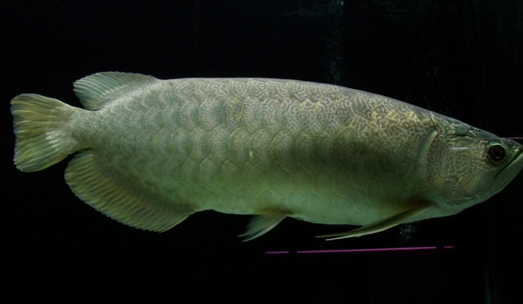 9 Jenis Ikan Arwana di Dunia yang Fantastis - ArenaHewan.com