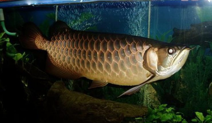 9 Jenis Ikan  Arwana  di Dunia yang Fantastis ArenaHewan com