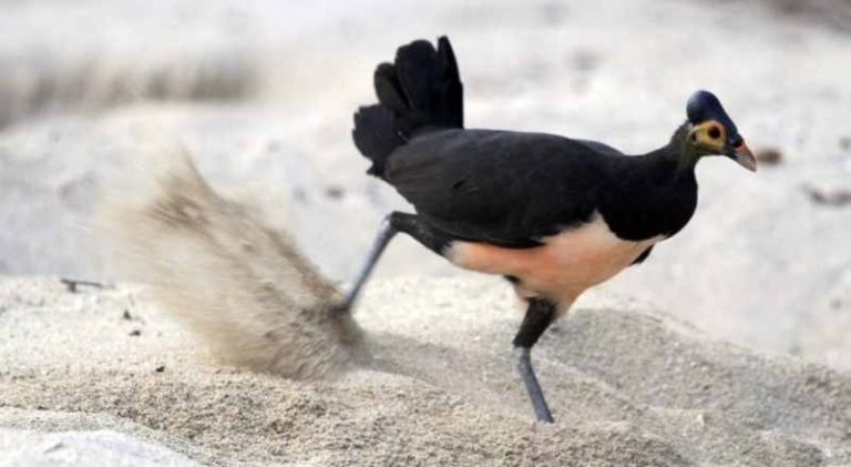 550 Koleksi Sketsa Gambar Burung Maleo HD