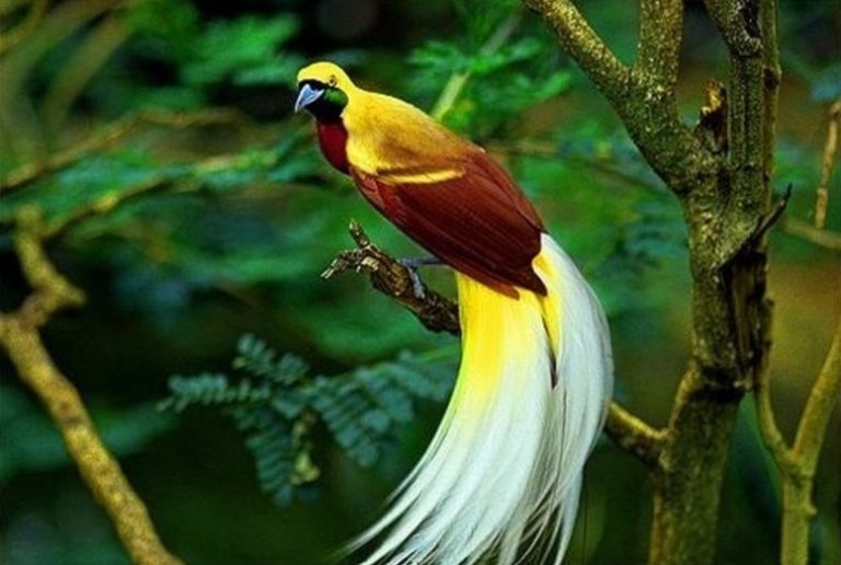 13 Jenis Cendrawasih Paling Cantik di Dunia - ArenaHewan.com