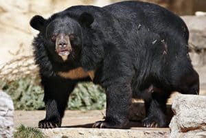 Beruang Hitam Asia