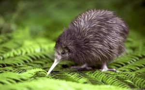 Burung Kiwi
