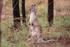 Antilopene Kangaroo