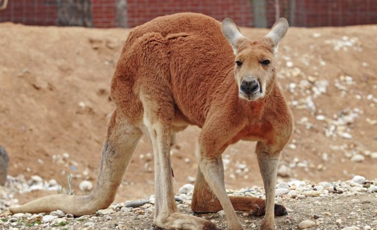 6 Jenis Kanguru di Dunia, Ada yang Dari Indonesia - ArenaHewan.com