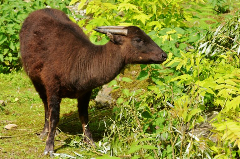 4 Kelompok Hewan Pemamah Biak (Ruminansia)