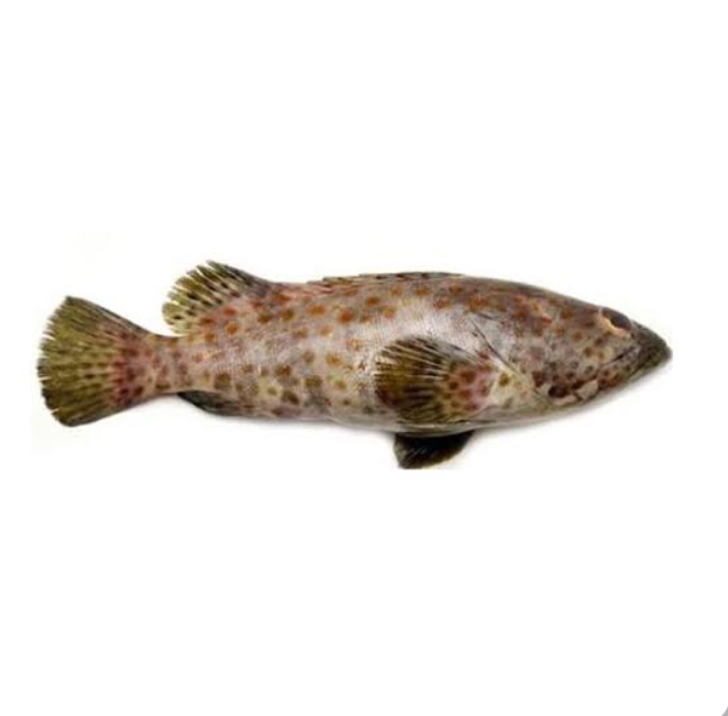 Contoh ikan yang hidup di air payau