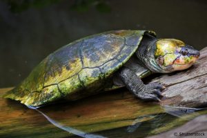 Big-headed Turtle