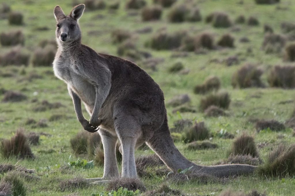 jensi kanguru di australia