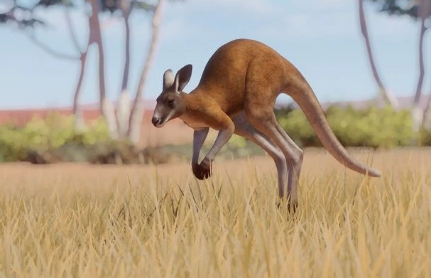jenis kanguru di australia