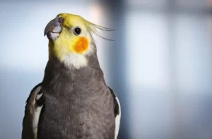 10 Jenis Burung Kicau yang Banyak Dipelihara