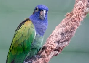 10 Jenis Burung Kicau yang Banyak Dipelihara