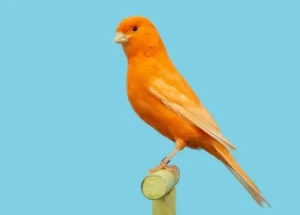 14 Jenis Burung Kenari Paling Mahal