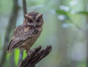 16 Jenis Burung Hantu Kecil di Indonesia