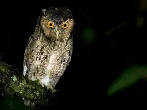 16 Jenis Burung Hantu Kecil di Indonesia