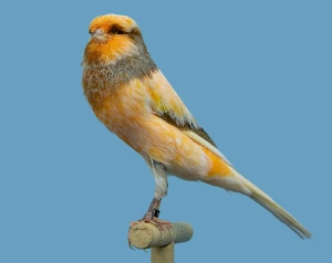 14 Jenis Burung Kenari Paling Mahal