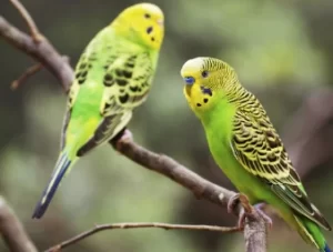 6 Burung yang Tidak Boleh Dekat dengan Lovebird